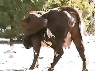 Animal porn and zoo sex