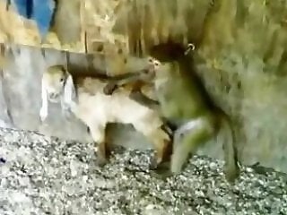 Zoo porn and zoo sex video