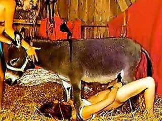 Zoophilia porn and animal sex