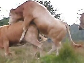 BeastVideoz