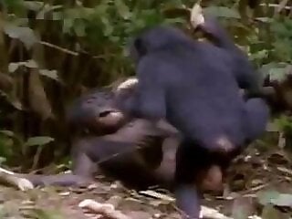Zoo-XXX-Porn
