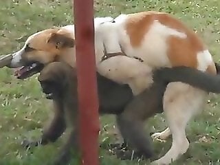 BeastMovie