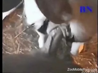 Man fucks baby veal and enjoys the ultimate zoophilia thrill