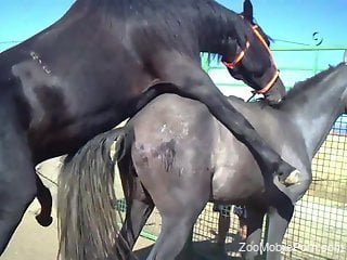 Stallions fucking makes the delight of this horny man