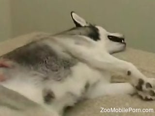 Milf finger fucks pussy then enjoys the dog cock