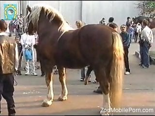 guy looks at the stallion's cock and gets very aroused