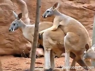 Kangaroos fucking makes horny visitor to crave for dick
