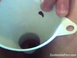 Closeup zoophilia teasing man and making him cum hard