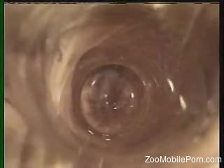 Nude whores in scenes of perfect zoophilia along the dog