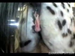 horse's wet vagina makes horny zoo porn lover to drool