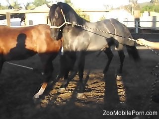 Stallions fucking makes horny zoo porn lover to crave for some