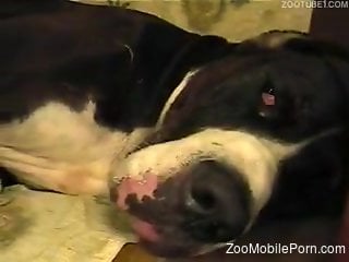 Amateur woman gets busy with the dog's dick while being filmed