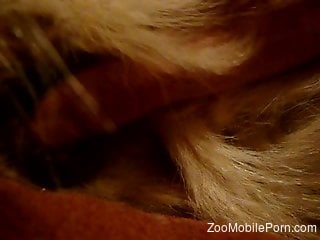 Furry zoo action at home between a man and his dog