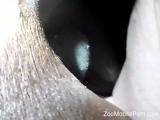 Sexy mare getting banged brutally by a kinky stud