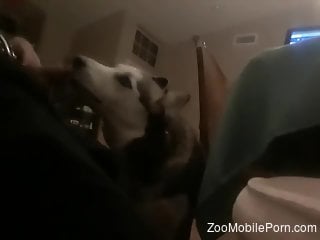 Dude gets a nice sloppy blowjob from his sexy dog