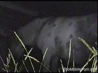 Late night kinks show man drooling for the horse's ass
