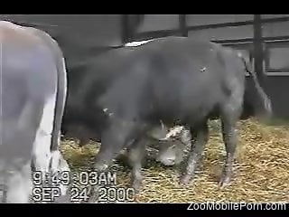 Sexy animal gets to experience a casual handjob