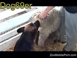 Dude's stiff penis slides inside of a very sexy sheep