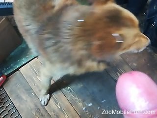 Dude shooting cum right on this dog's pretty face