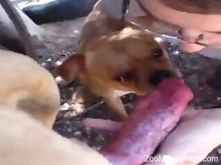 This porn video tells a very interesting bestiality story