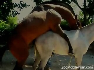 Brown stallion fucking a kinky white mare BIG TIME