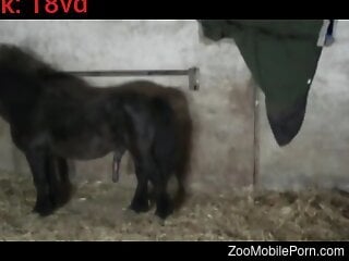 Black pony puts that dick right in the tight bum