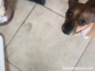 Dog comes over to the guy to lick his yummy dick