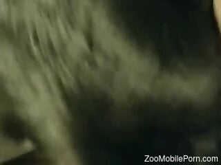 Closeup video dealing with a sexy black beast