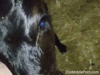 Dude's cock sucked deep by a slutty animal in POV