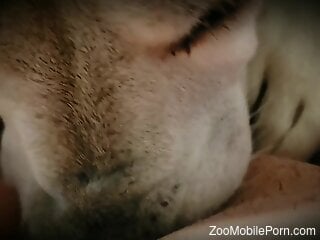 Dog pleases nude female with sloppy pussy licking oral