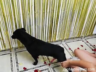 Brunette in wedding gown is going to suck dog off