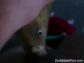 Man jerks off by pushing his dick in a fish mouth