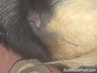 Homemade zoophilia kinks shows man fucking a dog in the ass