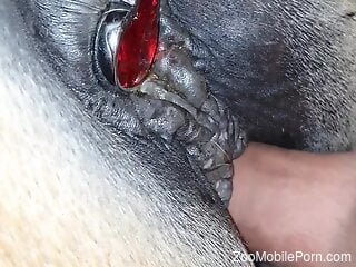 Insolent man fulfills his sexual needs by fucking a horse