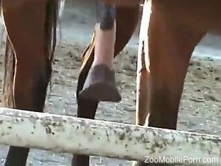 Horny zoophilia porn lover wants to try this big beast